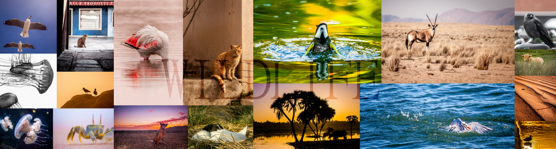 Collage of wildlife photos