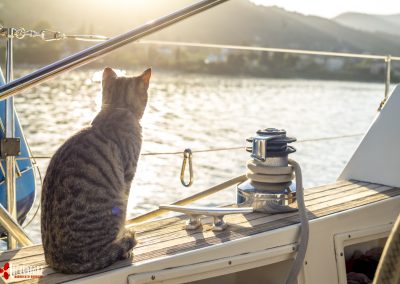 Cat at sunset on a sailboat