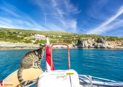 Cat on back of a boat
